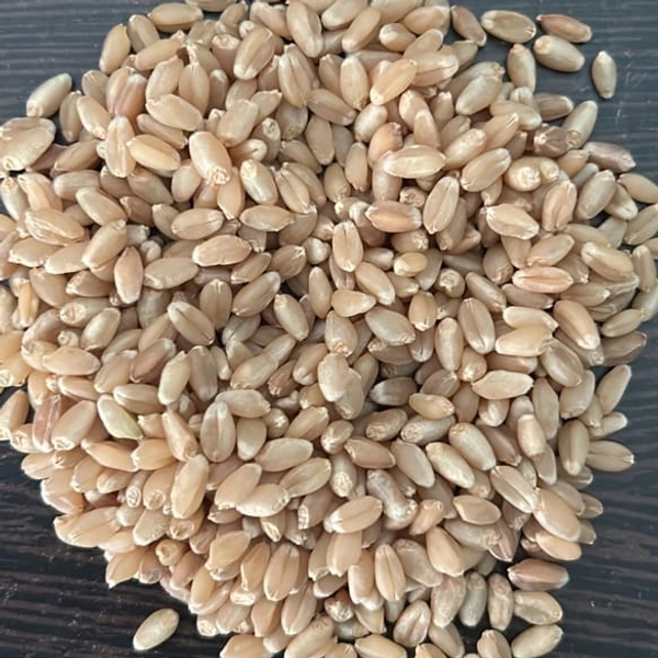 Wheat Chota Dana - 50 Kg