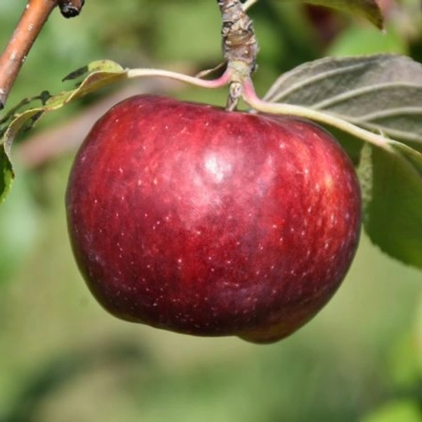 Red Gold Apple/ रेड गोल्ड सेब  - 1kg