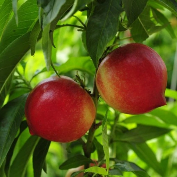 Red Gold Apple/ रेड गोल्ड सेब  - 1kg