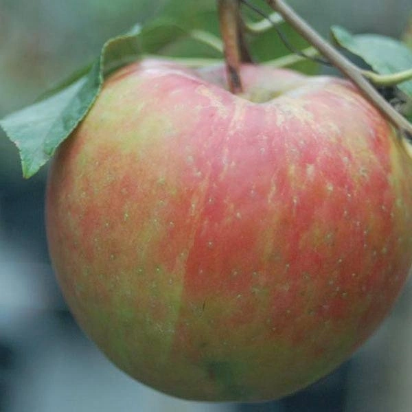 Royal Apple/ रॉयल सेब (Regular) - 1kg