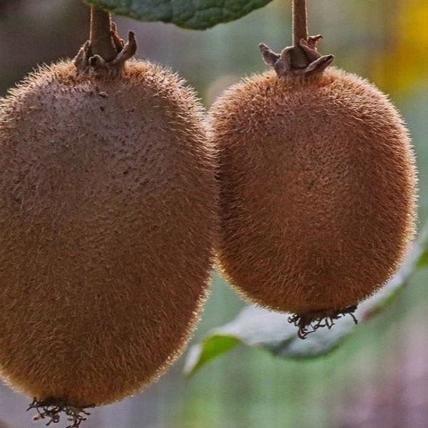 Kiwi/कीवी (3Nos) 250-350g - 3(Nos) 250-350