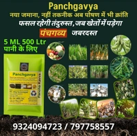 Panchgavya 5 Ml - White, 100 Pic