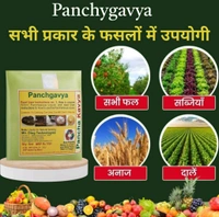 Panchgavya 5 Ml - White, 100 Pic