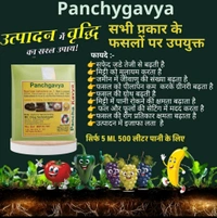 Panchgavya 5 Ml - White, 100 Pic