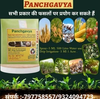 Panchgavya 5 Ml - White, 100 Pic