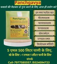 Panchygavya (5Ml) + All In One Killer Expert(500Ml) - White, 5 Ml +500Ml