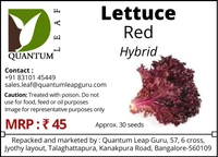Quantum Leaf Lettuce - Green, Hybrid