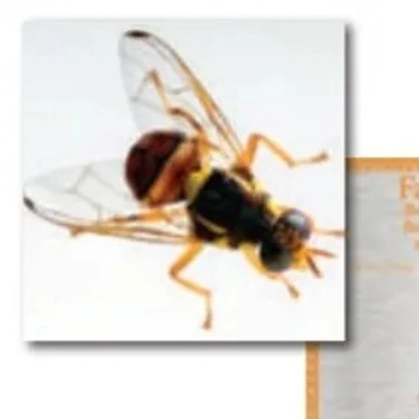 Farmroot Pheromone Lure - Fruits