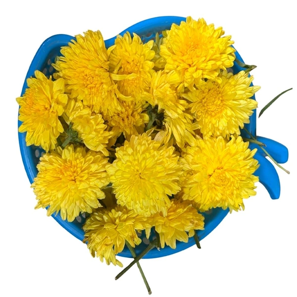 Chamanti  / చామంతి 

