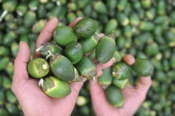 TAMUL ,GUWA, Pack Of 50 Pices