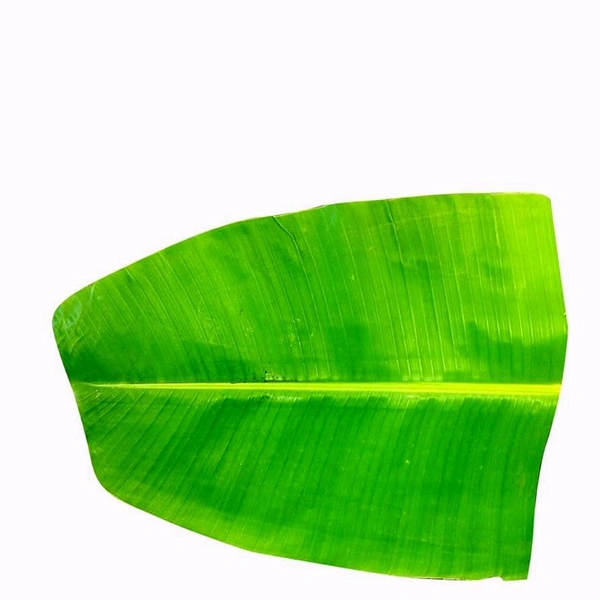 Banana Leaf (Large)
