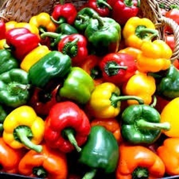 (SUNIL JUICE) capicum