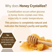 Conscious Food Wild Forest Honey (200G)