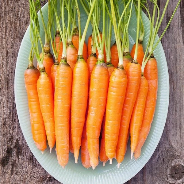 Carrot  Regular 