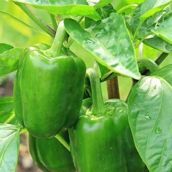 Capsicum green 