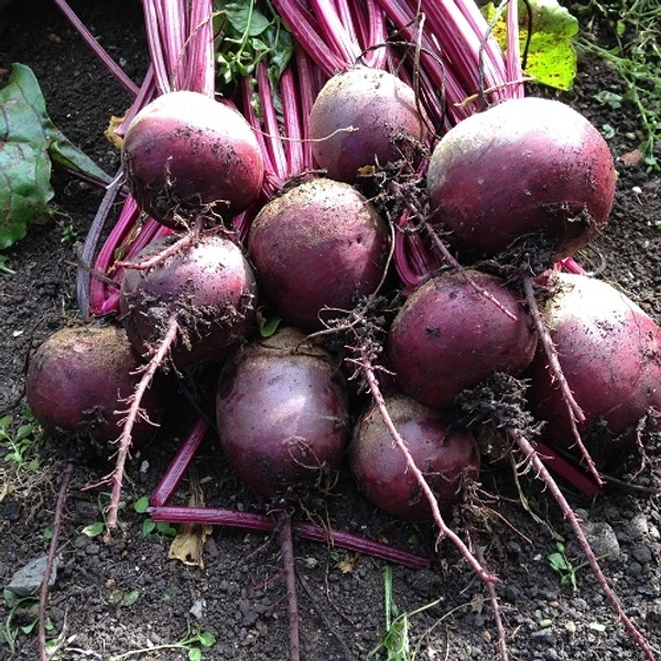 Beetroot  