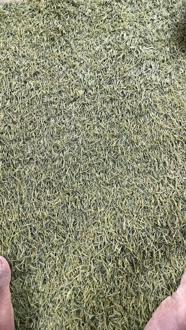 Mosroom Button  - Kg