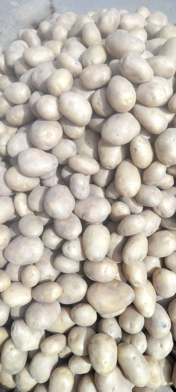 Potato  AGRA - 25kg