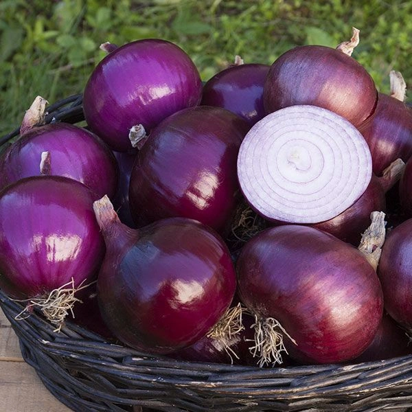 Onion (Kanda) - 5Kg
