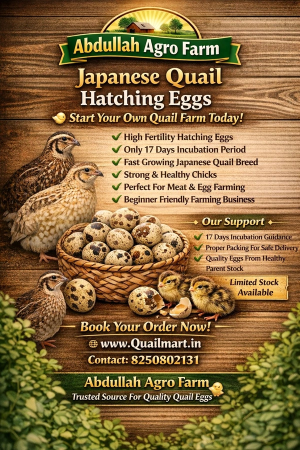 Japanese Quail Hatching Eggs - 100