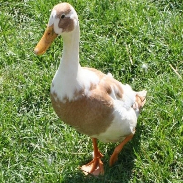 Dressed Desi Duck Meat - 1.2kg+