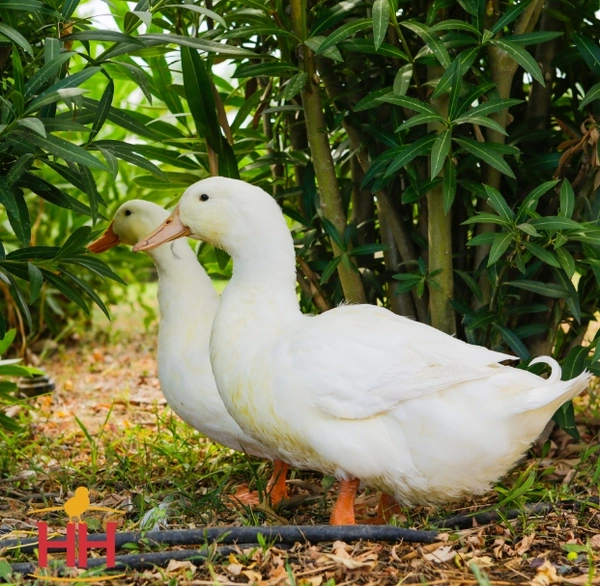 Dressed Desi Duck Meat - 1.2kg+