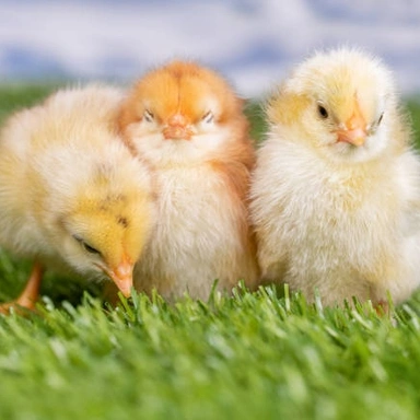 Chiks