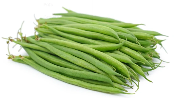 Beans French (Farasbi)