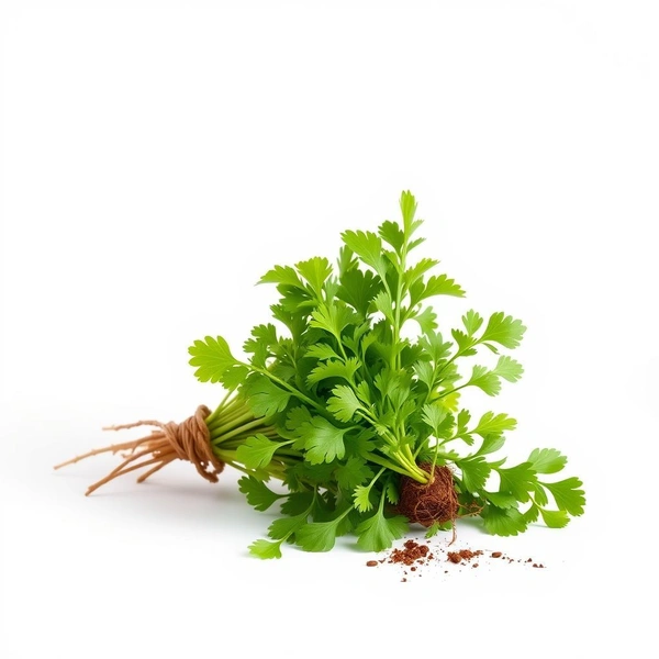 Coriander Bunch - with Roots 1pc 180 - 225g