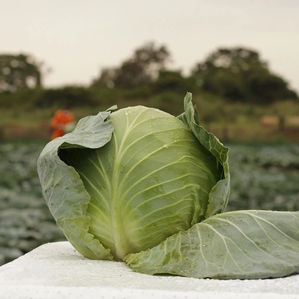 Cabbage