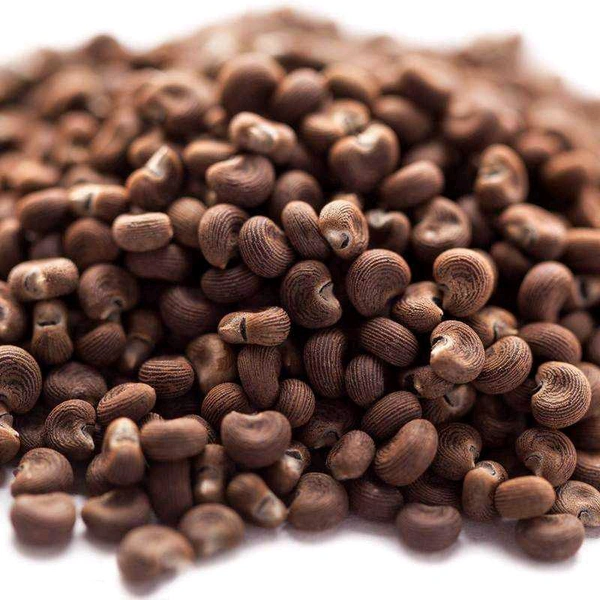 (मुश्क दाना)hibiscus species native to Asia and Australia