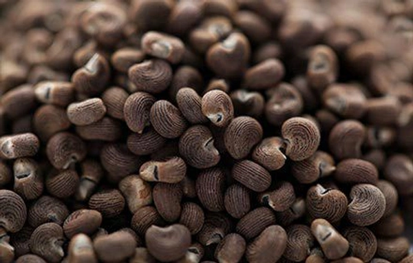 (मुश्क दाना)hibiscus species native to Asia and Australia