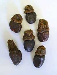 Bhilawa (भिलावा) - 1 Peace