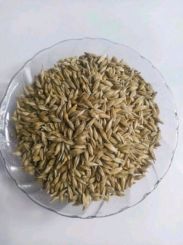 जौं ( Jao) - 1kg