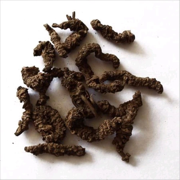 Sugandh Bala, सुगंध बाला सुगन्ध वाला - 50gm