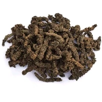 Sugandh Bala, सुगंध बाला सुगन्ध वाला - 50gm