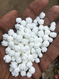 White Natural Sweet Elaichi Dana/Radha Dana/Ram Dana, рдЗрд▓рд╛рдпрдЪреА рджрд╛рдирд╛, рд░рд╛рдо рджрд╛рдирд╛ - 1kg