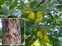 Arjun Ki Chhal - 250gm