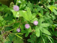 Loos GreenHut - рд╕реЗрдВрд╕рд┐рдЯрд┐рд╡ рдкреНрд▓рд╛рдВрдЯ рд╕реАрдбреНрд╕, рдЧреНрд░реЛ рдпреЛрд░ рдУрди рдЯрдЪ рдореА рдиреЙрдЯ, рд▓рдЬрд╡рд╛рдВрддреА, рд╢рд░реНрдореАрд▓реА рдкреНрд▓рд╛рдВрдЯ, рдорд┐рдореЛрд╕рд╛ рдкреБрдбрд┐рдХрд╛ рдкреНрд▓рд╛рдВрдЯ рд╕реАрдбреНрд╕ рдлреЙрд░ рдЧреНрд░реЛрдЗрдВрдЧ, Lajwanti,Lajvanti,Lajbanti - 50gm