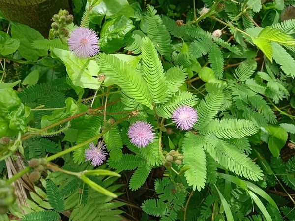 Loos GreenHut - рд╕реЗрдВрд╕рд┐рдЯрд┐рд╡ рдкреНрд▓рд╛рдВрдЯ рд╕реАрдбреНрд╕, рдЧреНрд░реЛ рдпреЛрд░ рдУрди рдЯрдЪ рдореА рдиреЙрдЯ, рд▓рдЬрд╡рд╛рдВрддреА, рд╢рд░реНрдореАрд▓реА рдкреНрд▓рд╛рдВрдЯ, рдорд┐рдореЛрд╕рд╛ рдкреБрдбрд┐рдХрд╛ рдкреНрд▓рд╛рдВрдЯ рд╕реАрдбреНрд╕ рдлреЙрд░ рдЧреНрд░реЛрдЗрдВрдЧ, Lajwanti,Lajvanti,Lajbanti - 50gm