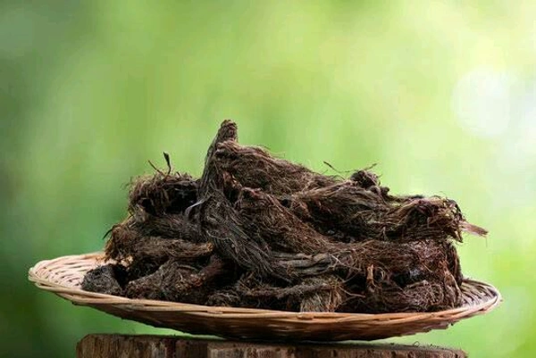 Jatamashi ,PRODUCTS рдЬрдЯрд╛рдорд╛рдВрд╕реА | рдмрд╛рд▓рдЪрд╛рдб | рд╕рднреА рдмрд╛рд▓, рдирд╛рд░рджреЛрд╕реНрддрд╛рдЪрд┐рд╕ рдЬрдЯрд╛рдорд╛рдВрд╕реА | рд╕реНрдкрд╛рдЗрдХреЗрдирд╛рд░реНрдб | рдХрд╕реНрддреВрд░реА рдЬрдбрд╝ | рдирд╛рд░реНрдб рдЗрдВрдбрд┐рдпрди