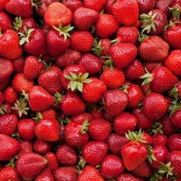 Strawberry|الفراولة أفريقيا - Box=16Pkt, Pkt, 🇿🇦Africa