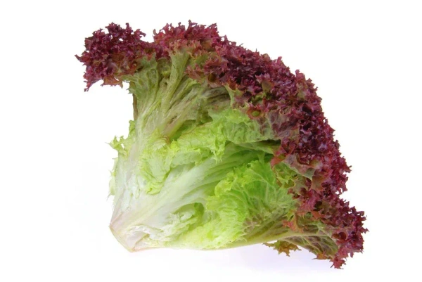 Lolo Rosso Lettuce|خس لولو روسو - 200g, Pkt, 🇦🇪U.A.E