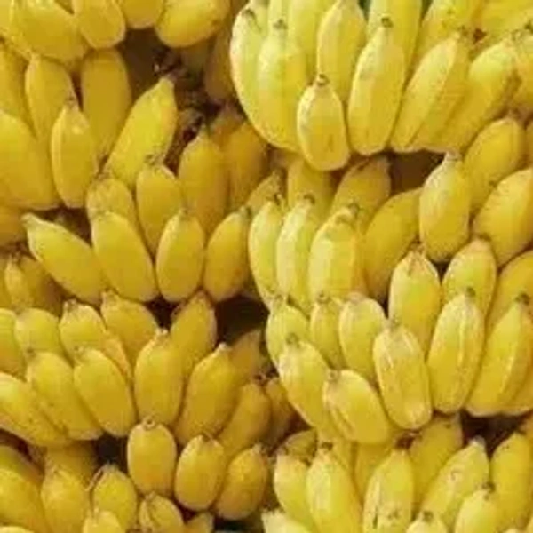 Small Banana India|موز هندي صغير - Box=4Kg, Box, 🇮🇳India