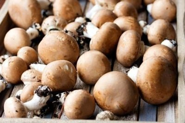 Brown Mushroom|الفطر البني - Box=8Pkt, Box, 🇦🇪U.A.E