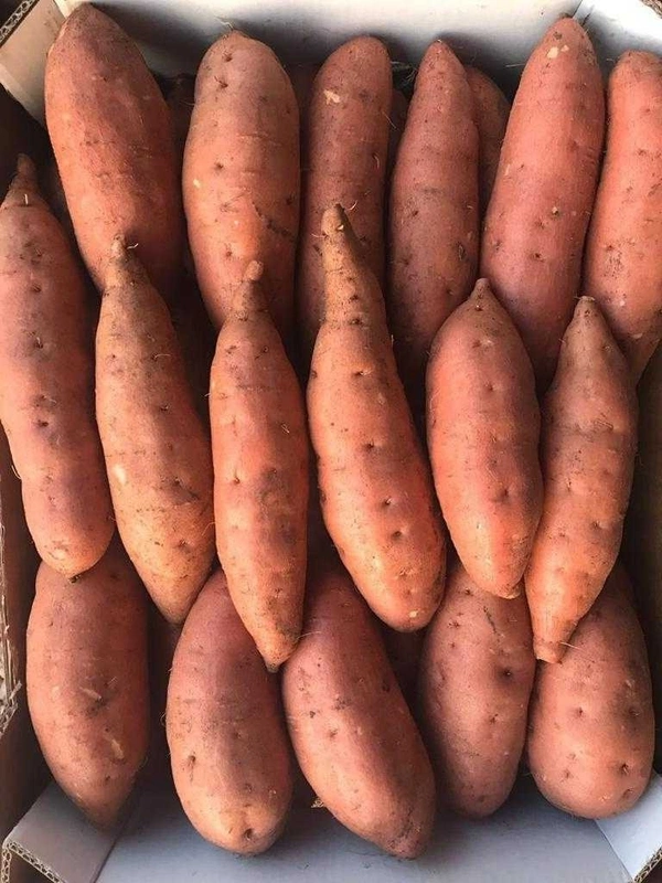 Sweet Potato Red|البطاطا الحلوة الحمراء - Box=5Kg, Box, 🇪🇬Egypt