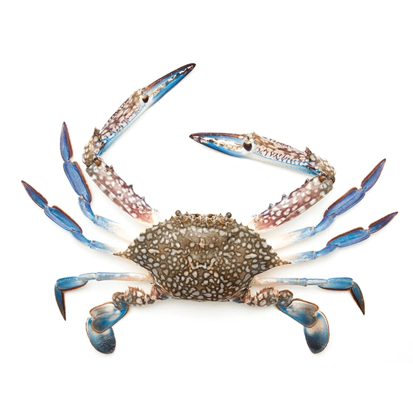 Blue Swimming Crab|سلطعون أزرق- سرطان أزرق
