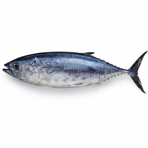 Tuna|تونة - Whole, 1.7Kg-2Kg