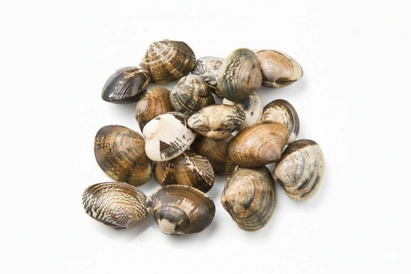 Clam Whole with Shell| محار بالصدفة