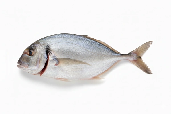 Silver Trevally|جش أبيض - 1.7Kg-2Kg, Whole Cleaned